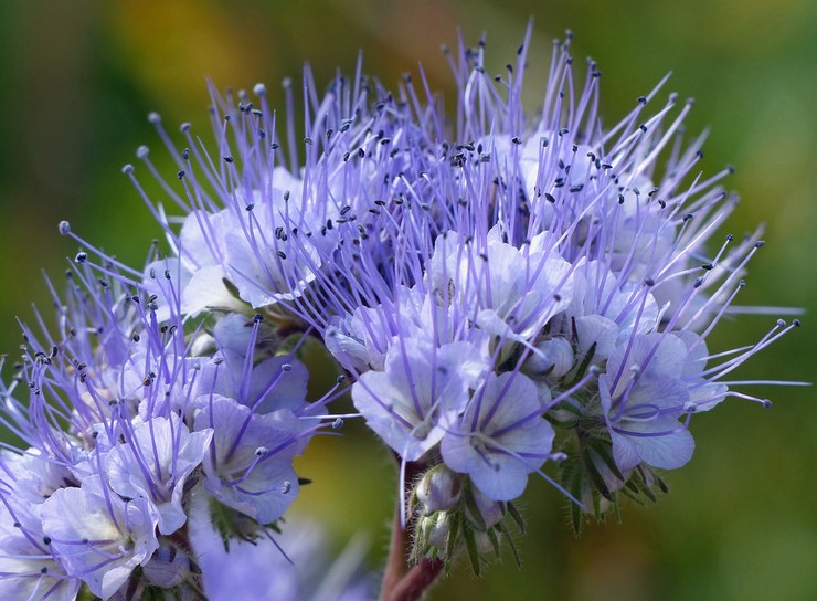 Phacelia: زراعة ورعاية في الحقول المفتوحة ، تنمو من البذور والصور والأنواع