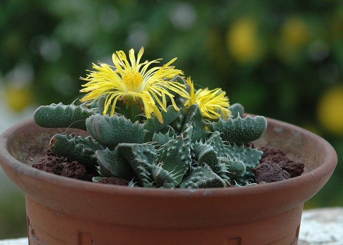 Faucaria pleje derhjemme