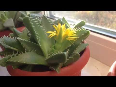 Faucaria i blomst