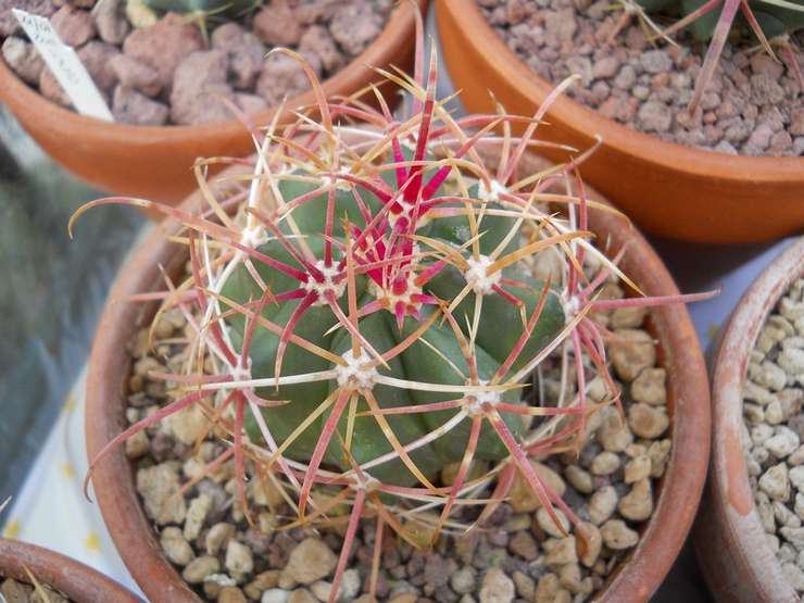 Beskrivelse og egenskaber ved ferocactus