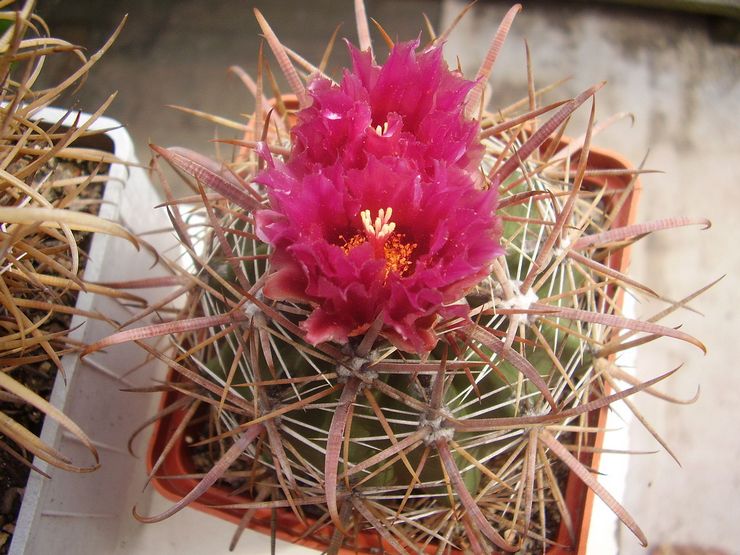 Ferocactus pleje derhjemme