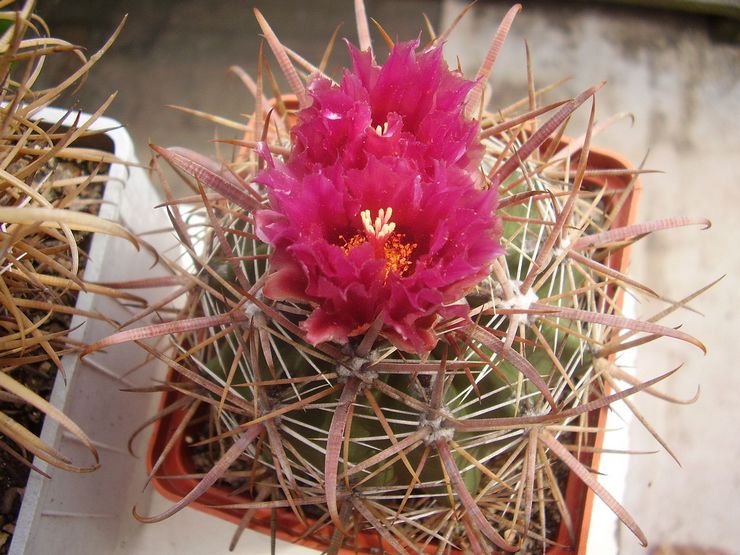 رعاية Ferocactus في المنزل