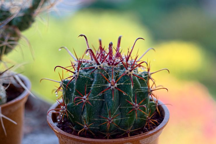 Ferocactus vandingstilstand