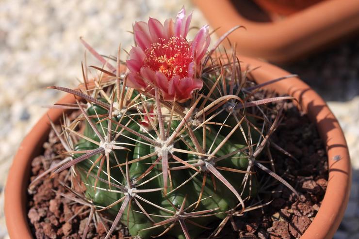 Ferocactus plantende jord
