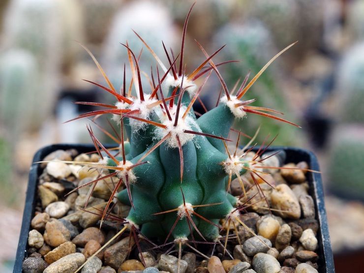 Reproduktion af ferocactus