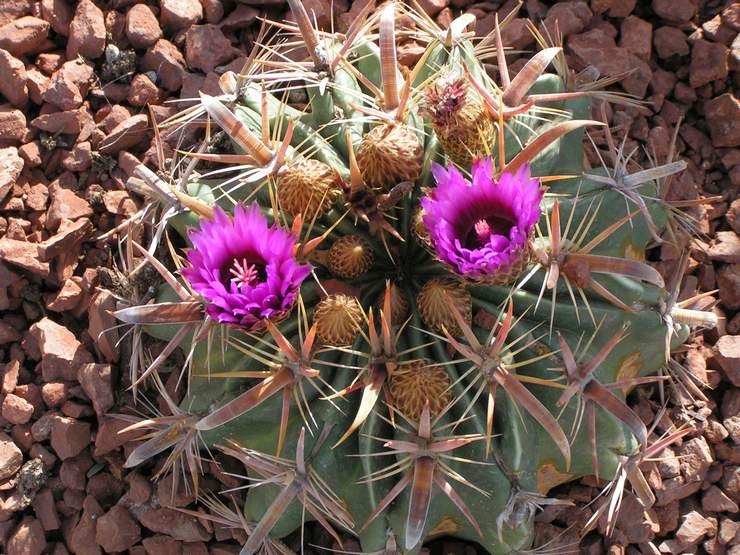 Wide-pigget ferocactus