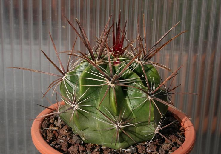 Ferocactus kraftfuld