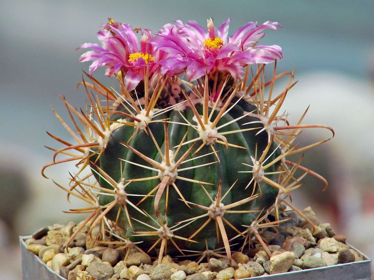 Ferocactus