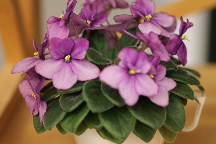 Violet alebo Saintpaulia je rod bylinne kvitnúcich izbových rastlín z čeľade Gesneriaceae
