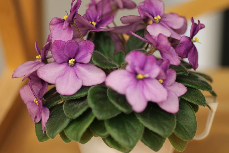 البنفسج ، أو Saintpaulia ، هو جنس من النباتات الداخلية العشبية المزهرة من عائلة Gesneriaceae