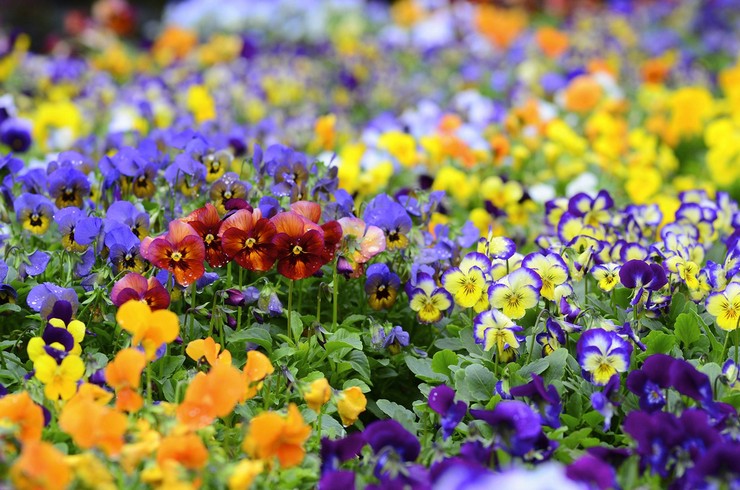 Tegn forbundet med farven på violette blomster