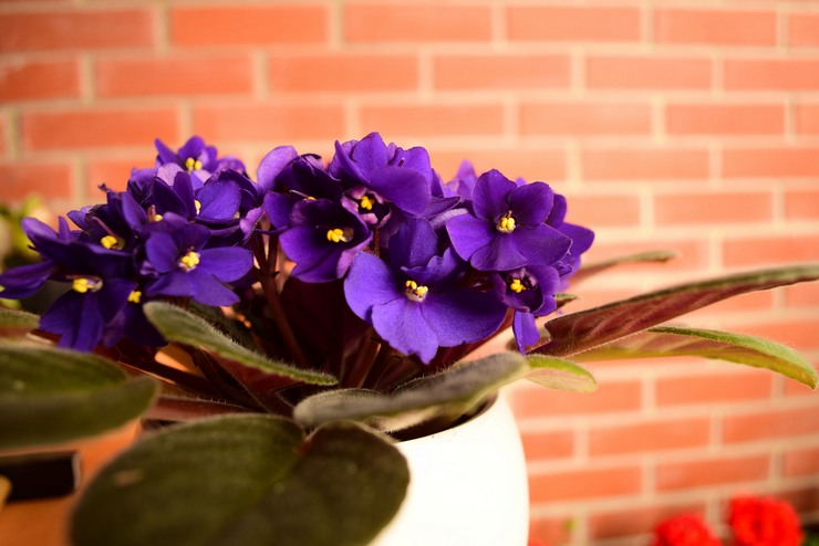 Violetit talossa ovat merkkejä: hyviä ja huonoja. Taikauskoihin, jotka liittyvät kasvaviin orvokkeihin