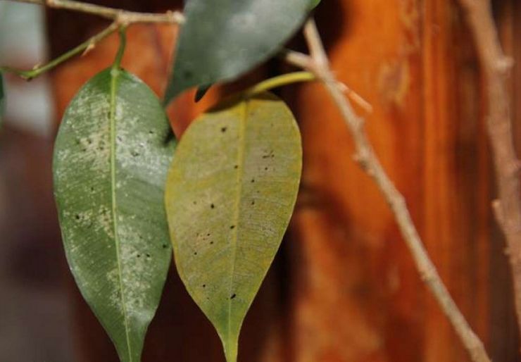 Ασθένειες και παράσιτα του ficus Benjamin