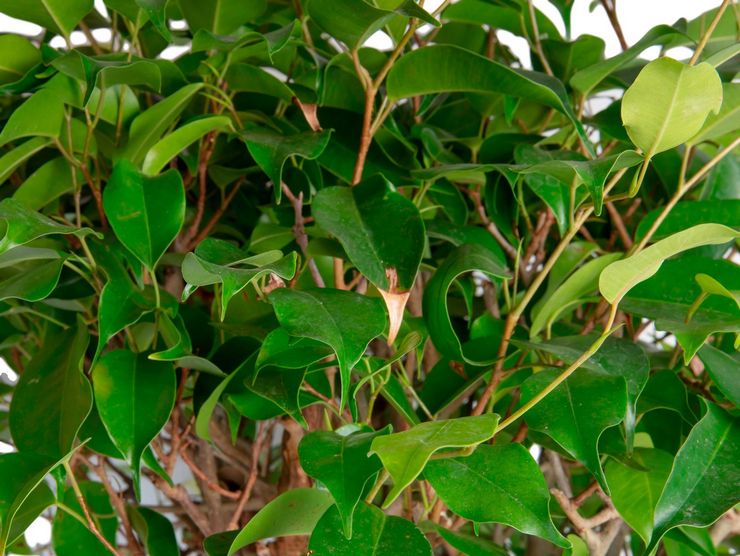 Ficus Benjamin Exotic