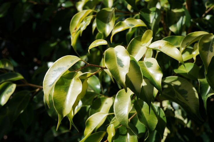 Ficus Benjamin Reginald