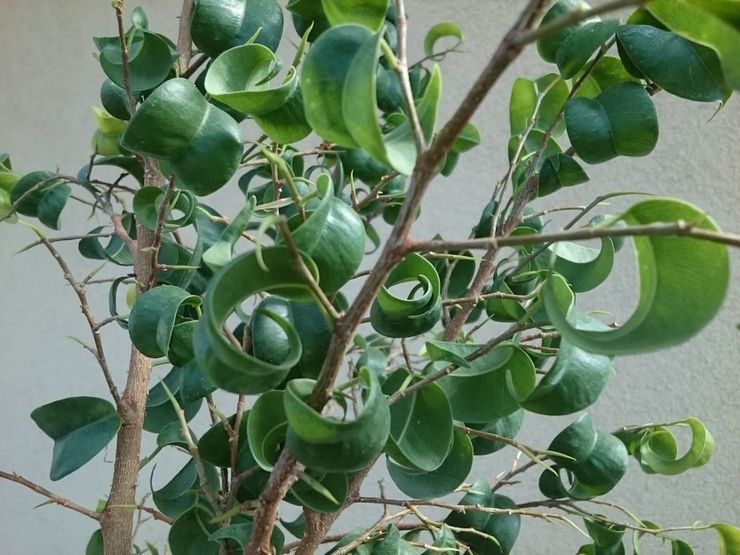 Μπαρόκ Ficus Benjamin