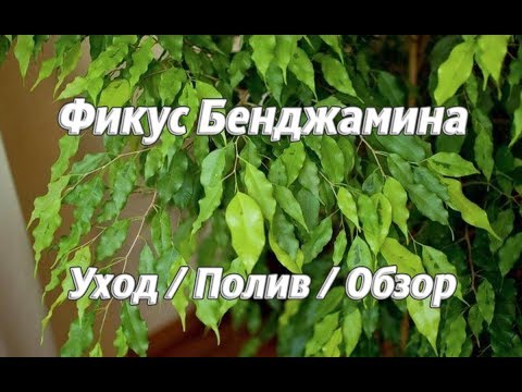 Ficus Benjamin σε εσωτερικούς χώρους. Φροντίδα, πότισμα, επισκόπηση