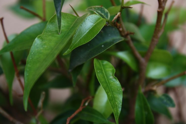 Ficus Benjamin plante