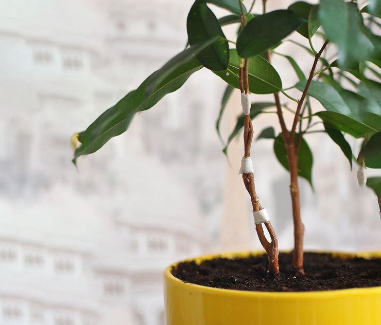 Ficus Benjamin har brug for nærende jord