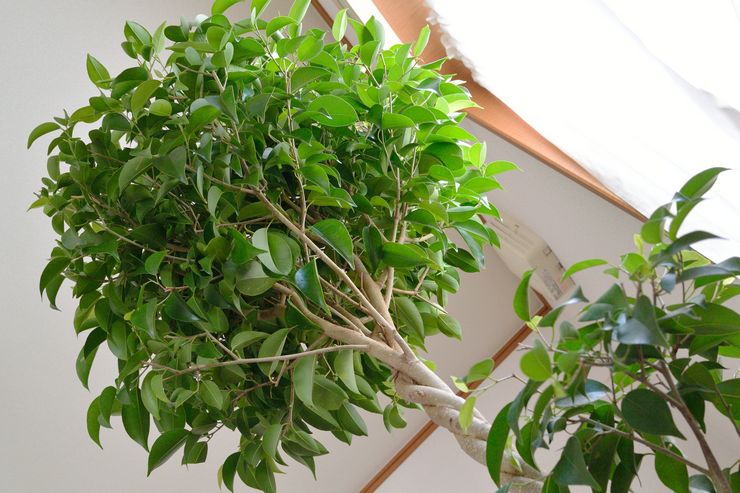 Beskæring af Ficus Benjamin