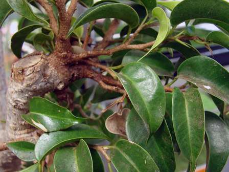 Hvis du lige har købt en ung ficus, så glem ikke at genplante den hvert år. Når planten allerede er omkring 4 år gammel, transplanteres den hvert andet til andet år afhængigt af udviklingsgraden af ​​rodsystemet. Du kan bestemme, at det er tid til at transplantere ficus ved rødderne, der fletter potten fuldstændigt sammen.