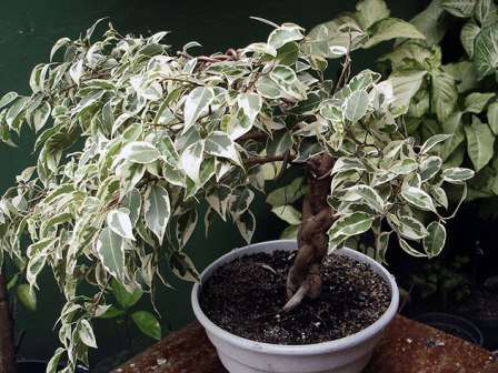 Ficus Benjamin: domáca starostlivosť. Foto Ficus Benjamin: starostlivosť, oplodnenie, transplantácia, reprodukcia