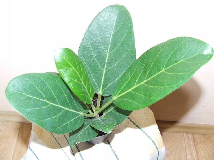 Ficus bengali