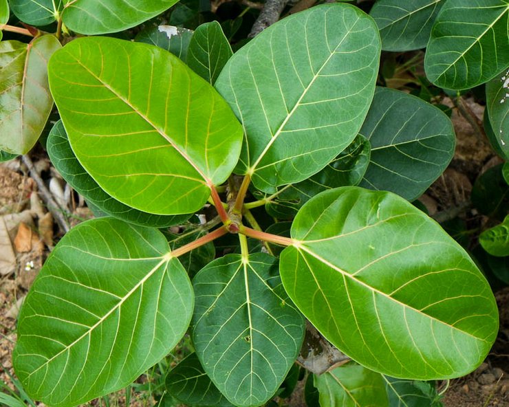 Ficus bengali