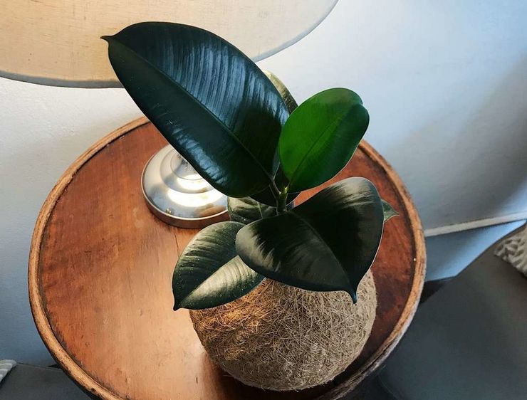 Ficus elastican edut ja haitat