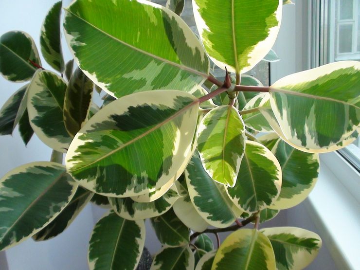 Λάστιχο Ficus