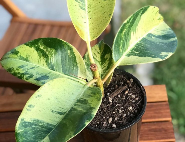 Ficus elastica