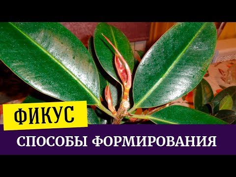 Kuinka muodostaa kuminen ficus