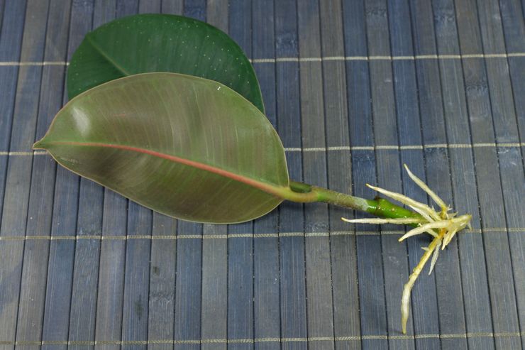 Ficus elastican lisääntymismenetelmät