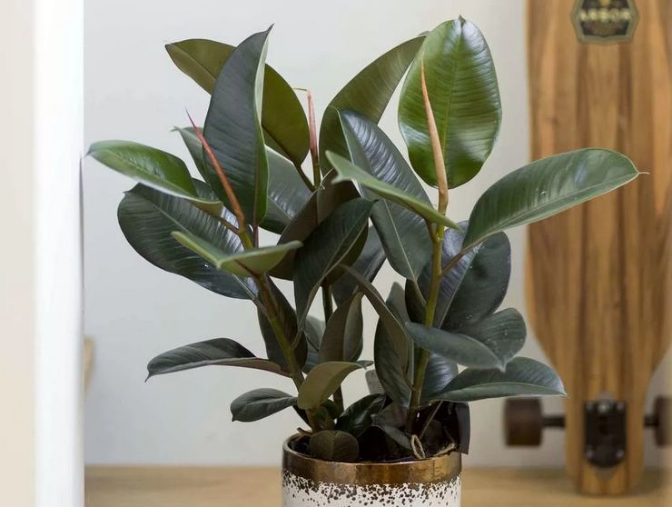 Ficus kuminen (elastica)