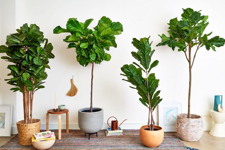 Χρήσιμες ιδιότητες του ficus lirat