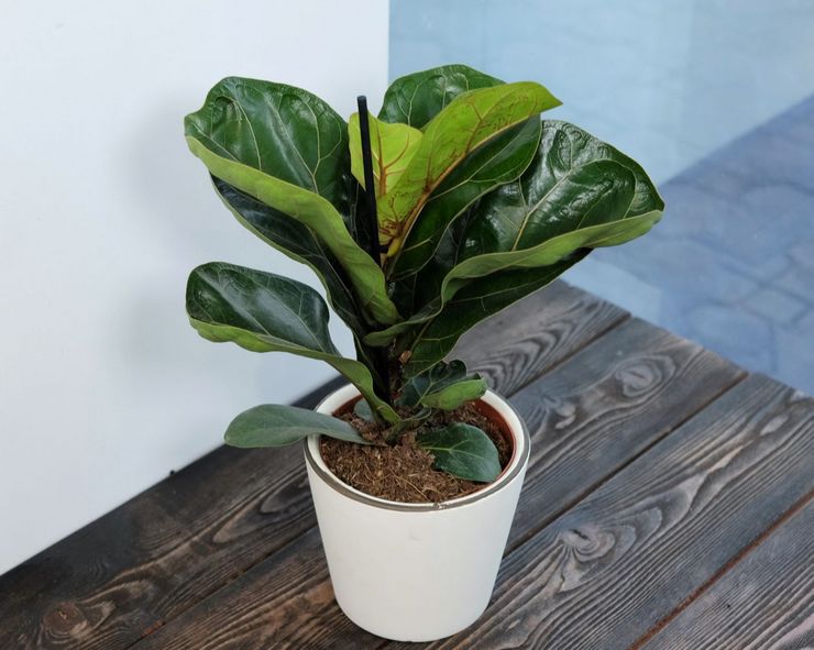 Κορυφαίο ντύσιμο ficus lyrata