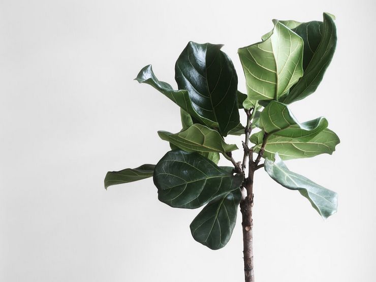 Κλάδεμα ficus λύρα