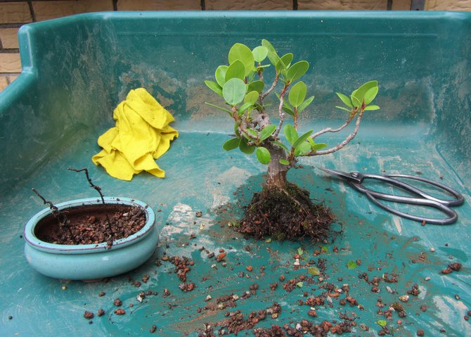 Ficus microcarp skal transplanteres hvert andet år.