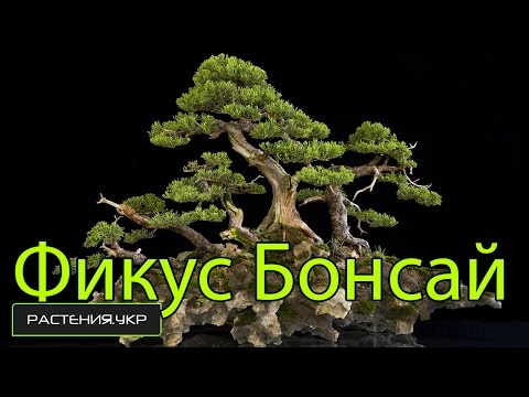 Bonsai -træ / Ficus Microcarpa pleje og vanding derhjemme