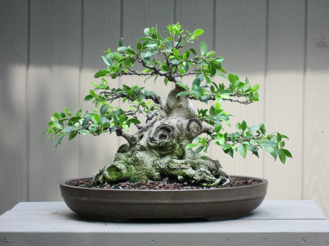 Ficus microcarp - hjemmepleje. Dyrkning, transplantation og reproduktion af ficus bonsai