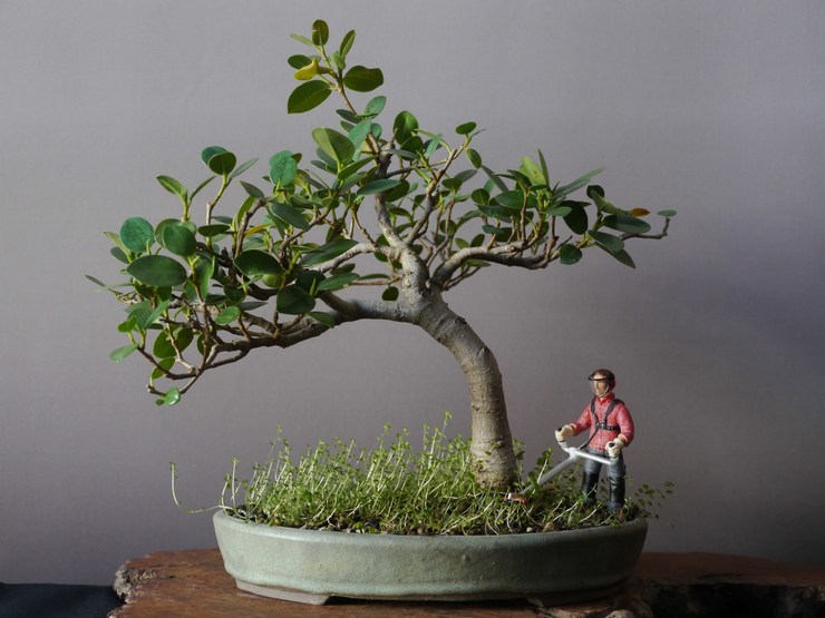 وصف Ficus Panda