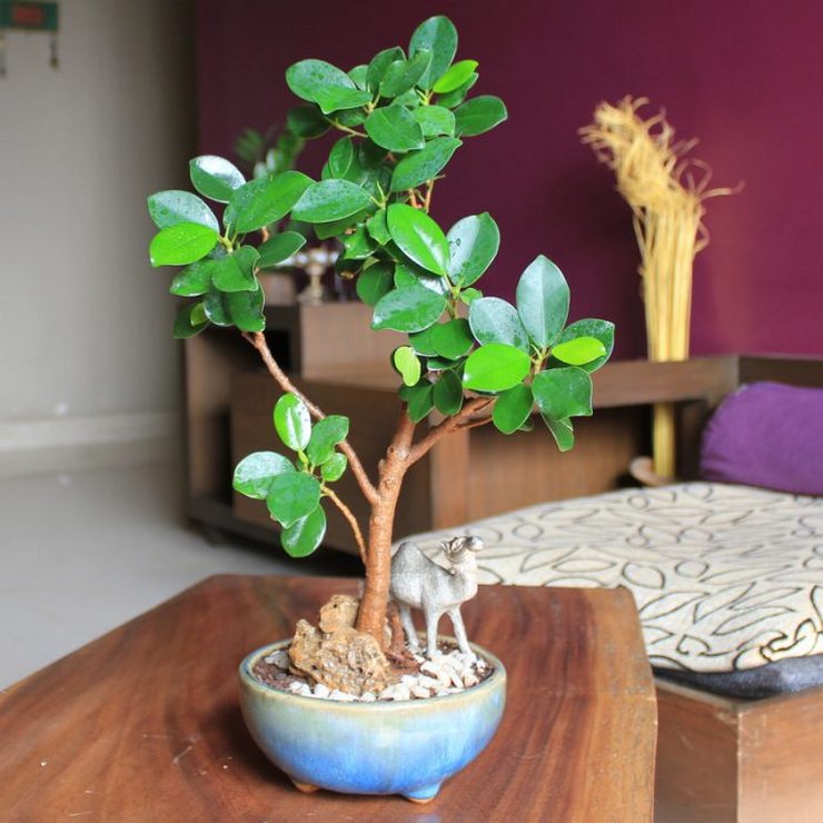 رعاية Ficus Panda في المنزل