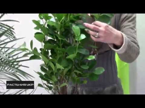 Ficus home care / Ficus Panda