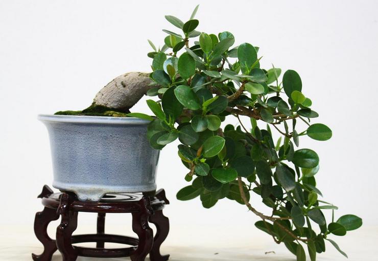 يحتاج Ficus Panda إلى سقي وفير