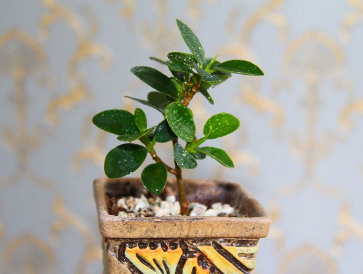 Reproduktion af ficus Panda