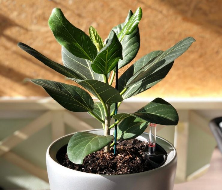 Omsorg for hellig ficus derhjemme