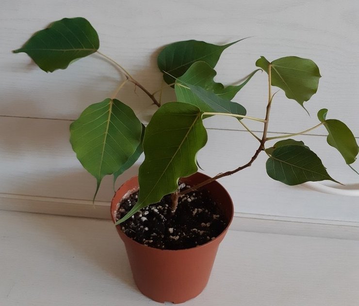 Ficus uskonnollinen