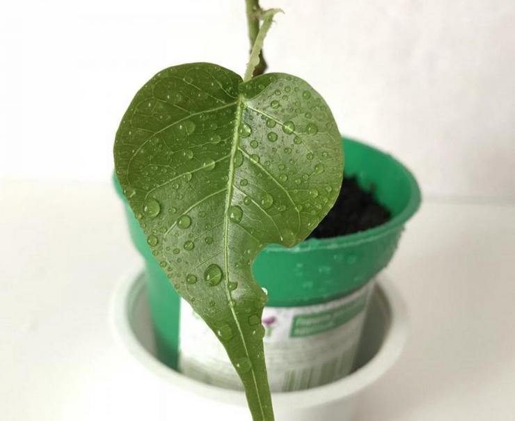 Reproduktionsmetoder for hellig ficus