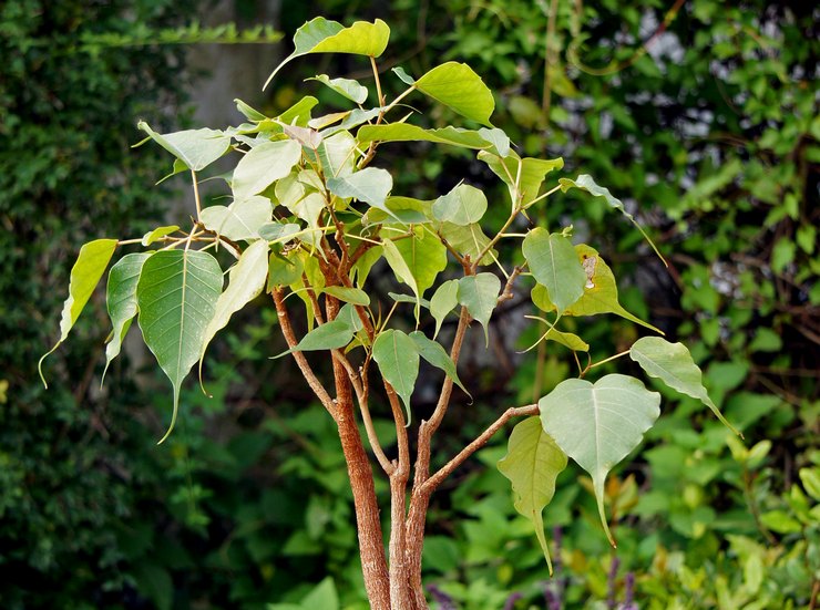 Ficus pyhä