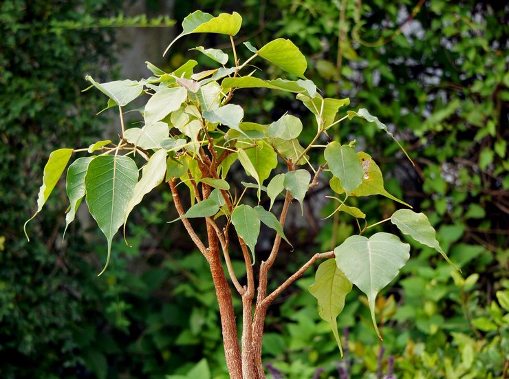 Ficus hellig